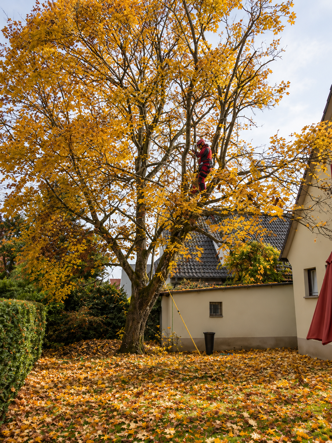 Großer Baum mit gelbem Herbstlaub in einem Garten, ein Baumkletterer arbeitet in der Krone