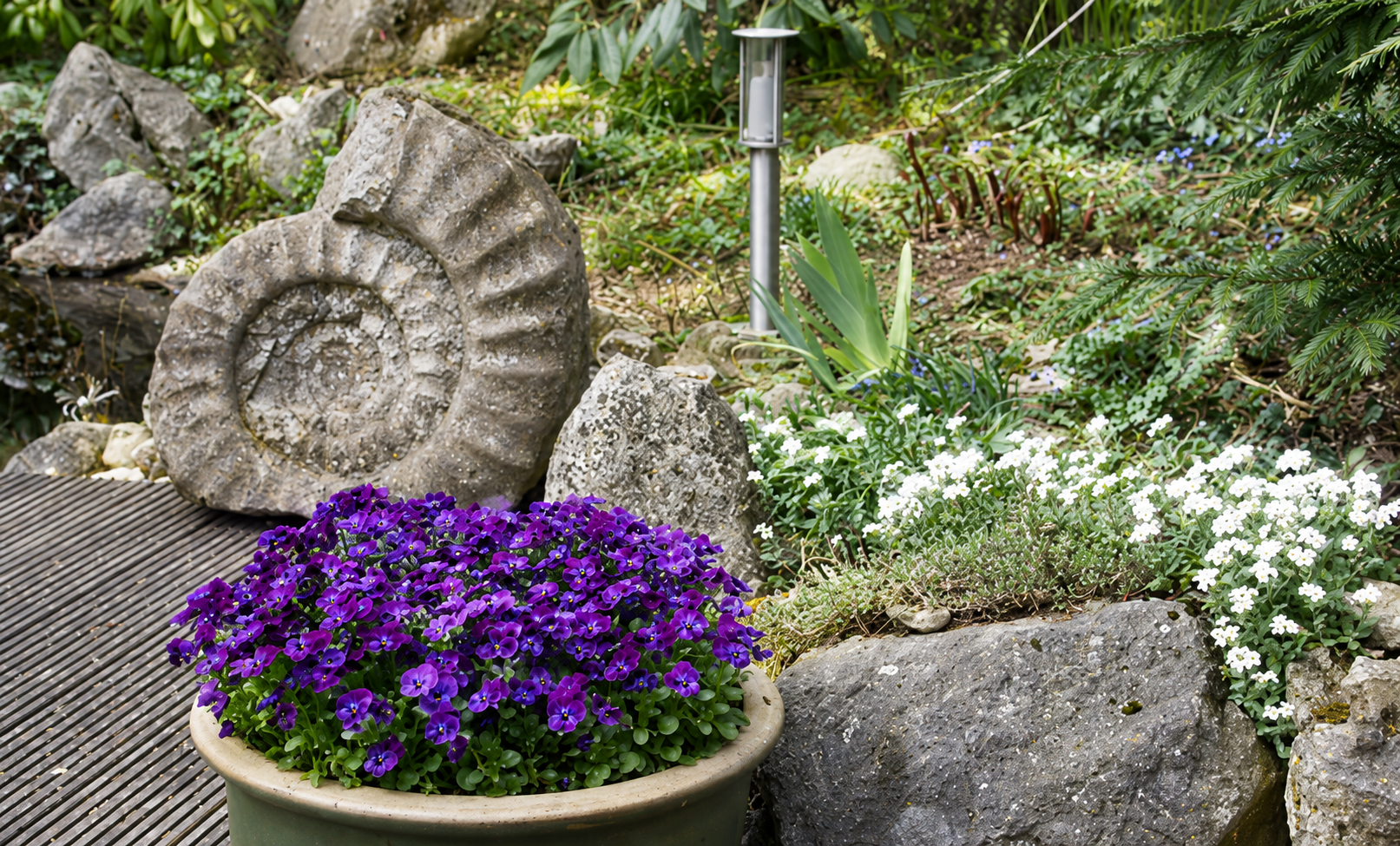Schale mit violetten Stiefmütterchen vor einem Ammonitenfossil aus Stein und einem Steingarten mit weißen Blüten